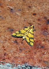 Glycythyma leonina