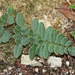 Purple-stem Cliffbrake - Photo (c) Diana-Terry Hibbitts, some rights reserved (CC BY-NC), uploaded by Diana-Terry Hibbitts