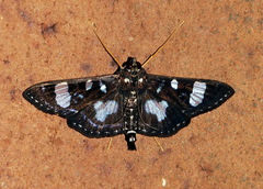 Glyphodes doleschalii