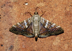 Glyphodes stolalis