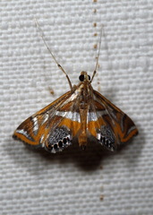 Margarosticha sphenotis