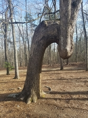 Oxydendrum