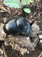 Copris hispanus cavolinii