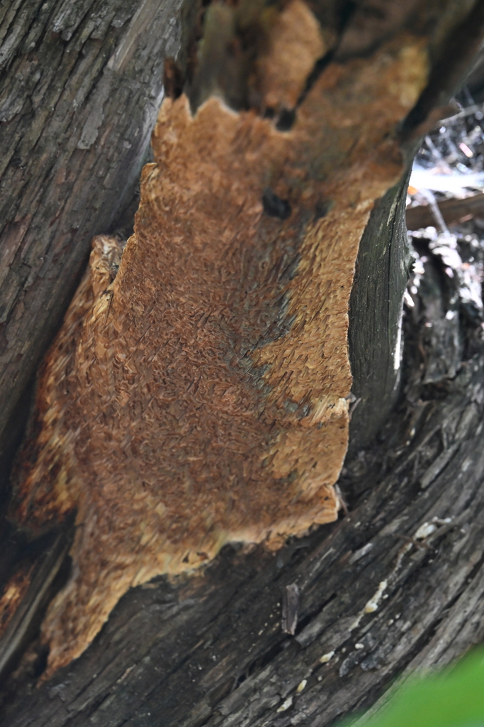 Fomitopsis juniperina · April 2026 · photo: © vince13 (iNaturalist, cc0)