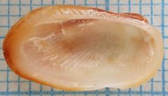 Barbatia domingensis