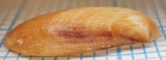 Barbatia domingensis