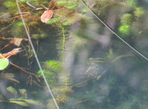 Myriophyllum quitense, 2026-03-08