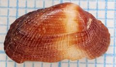 Barbatia domingensis