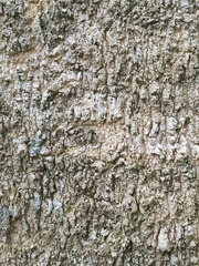 Melicope elleryana