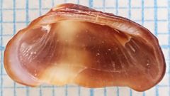 Barbatia domingensis