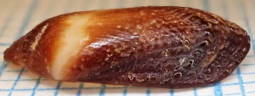 Red-Brown Ark