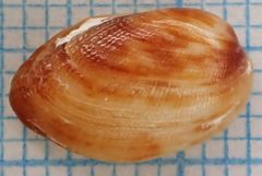 Barbatia domingensis