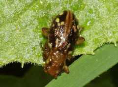 Chalcolampra pustulata