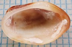 Barbatia domingensis