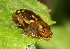 Chalcolampra pustulata