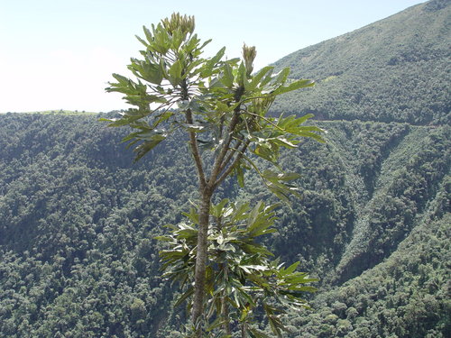 Oreopanax ecuadoriensis, photograph 6