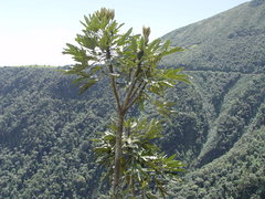 Oreopanax ecuadoriensis, photograph Frank Dietze, CC BY, iNaturalist via GBIF