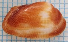 Barbatia domingensis
