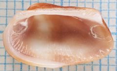 Barbatia domingensis