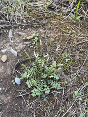 Leavenworthia exigua