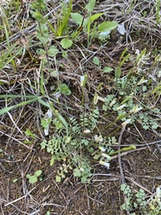 Leavenworthia exigua