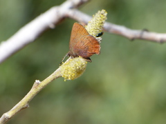 Callophrys augustinus iroides