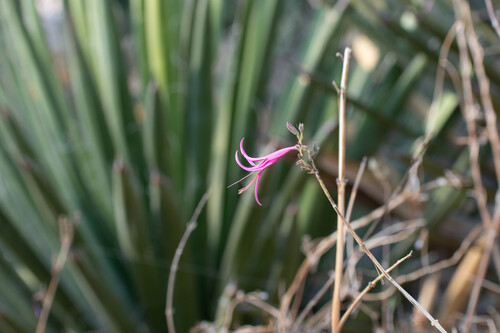 Anisacanthus puberulus