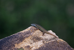 Trachylepis quinquetaeniata