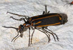 Pyrota insulata