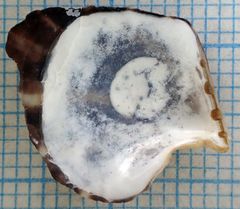 Isognomon radiatus