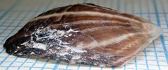 Isognomon radiatus
