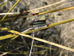 Callophrys mcfarlandi