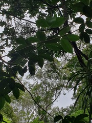 Melicope elleryana