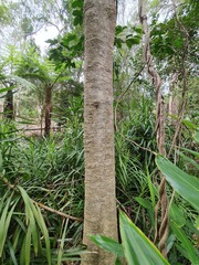 Melicope elleryana
