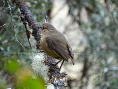 Grallaria quitensis