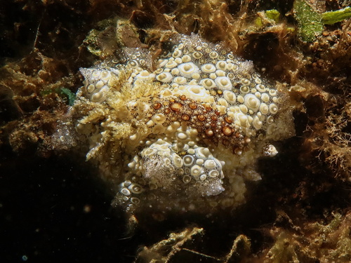Carminodoris estrelyado