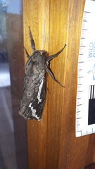 Abantiades argentata