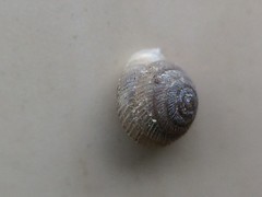 Strobilops texasianus