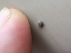 Strobilops texasianus