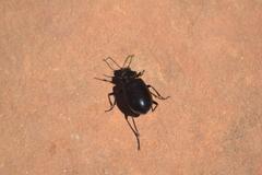 Calosoma peregrinator