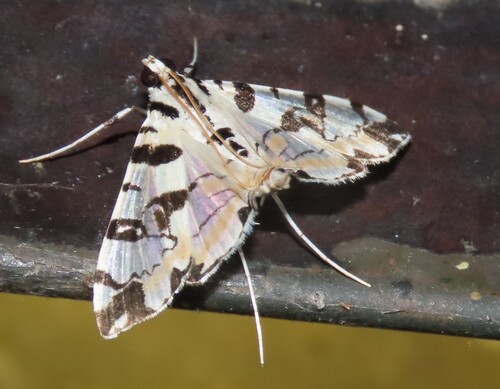 Blush Conchylodes Moth photo 5