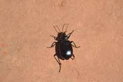 Calosoma peregrinator