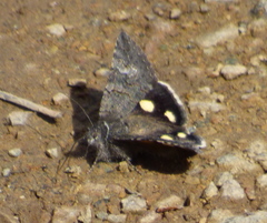Litocala sexsignata