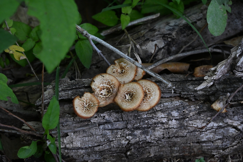 Lentinus arcularius · April 2026 · photo: © vince13 (iNaturalist, cc0)