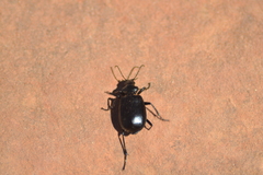 Calosoma peregrinator