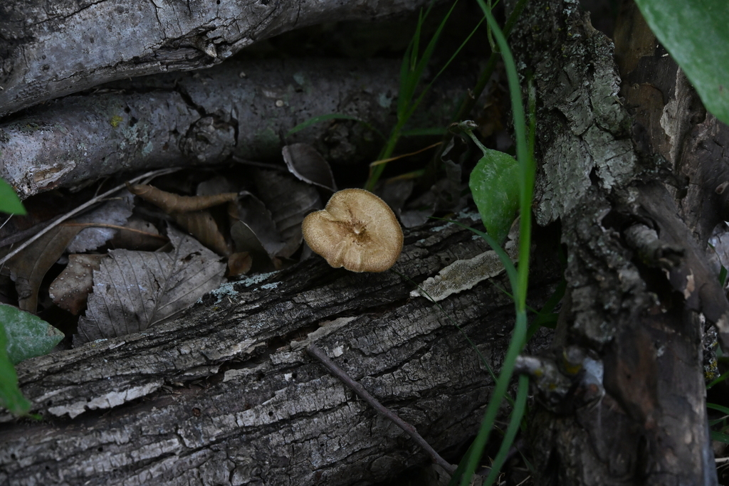 Lentinus arcularius · April 2026 · photo: © vince13 (iNaturalist, cc0)