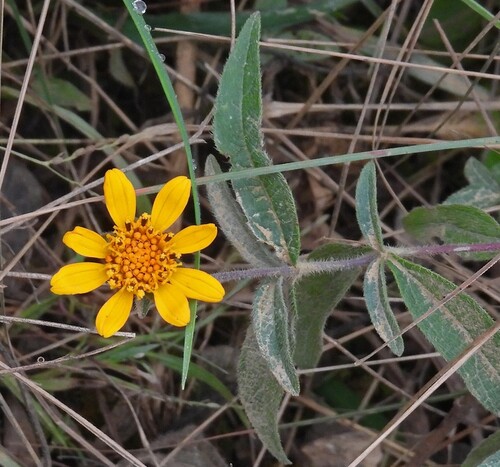 Aldama helianthoides, photograph 1
