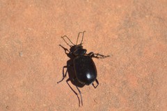 Calosoma peregrinator
