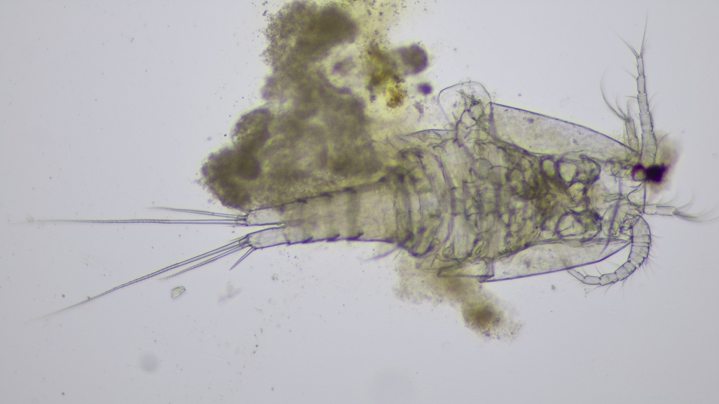 Paracyclops affinis