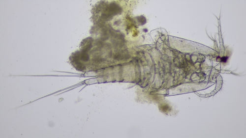 Paracyclops affinis